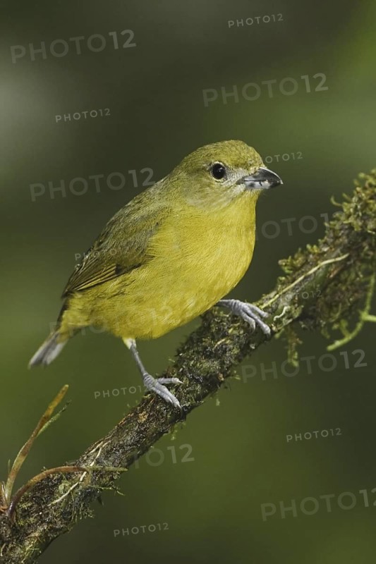 Orange-bellied Euphonia (Euphonia xanthogaster) female, Ecuador