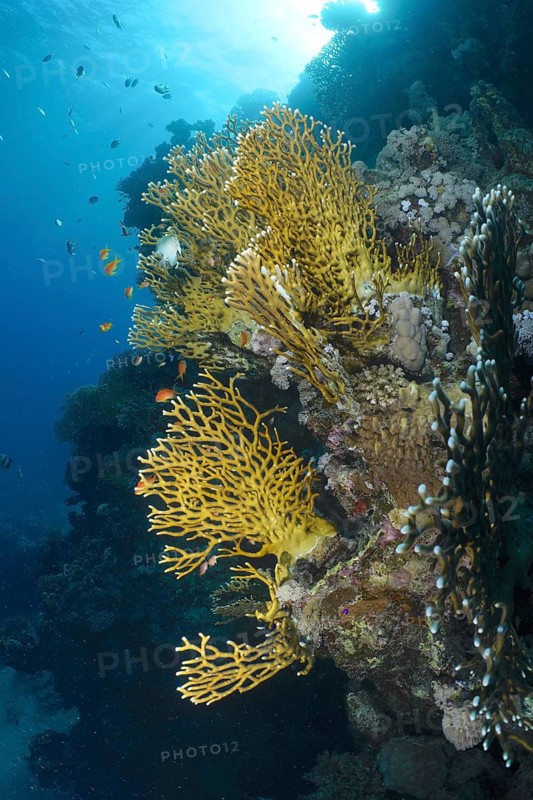 Lattice fire coral (Millepora dichotoma)