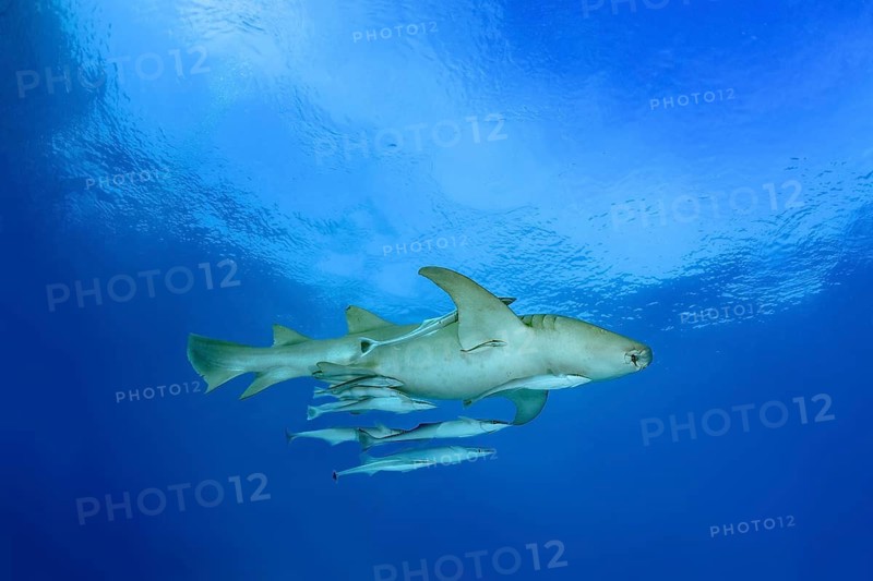 A majestic tawny nurse shark gracefully swims through the crystal-clear waters of the Maldives, showcasing the vibrant marine life and stunning blue ocean backdrop