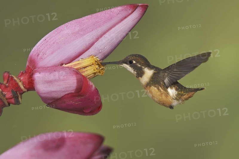 Purple-throated Woodstar (Calliphlox mitchellii), Ecuador