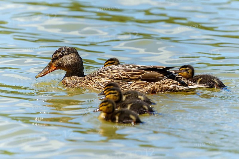 A mother duck swimming with her chicks in clear water, Mallard (Anas platyrhynchos), wildlife, Germany