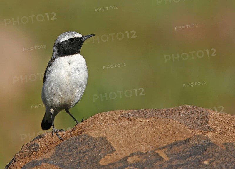 Northern Wheatear (Oenanthe oenanthe seebohmi), Morocco