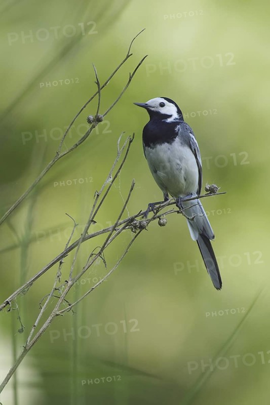 White Wagtail (Motacilla alba), United Kingdom