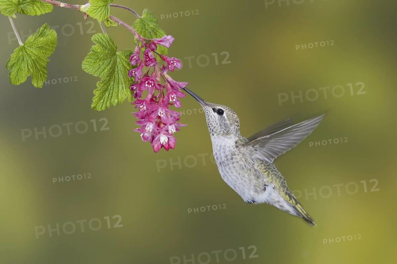 Anna's Hummingbird (Calypte anna), British Columbia, Canada