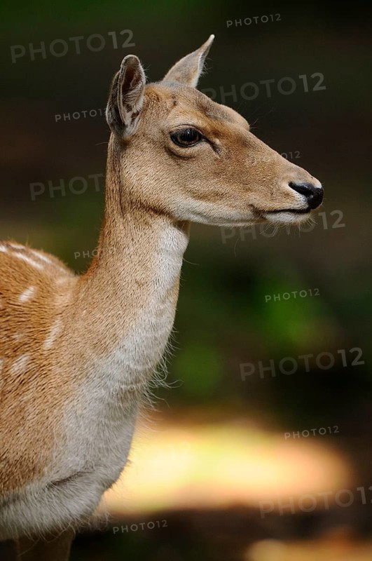 Side view of a deer with a gentle appearance in the forest, fallow deer (Dama dama) Bavarian Forest National Park