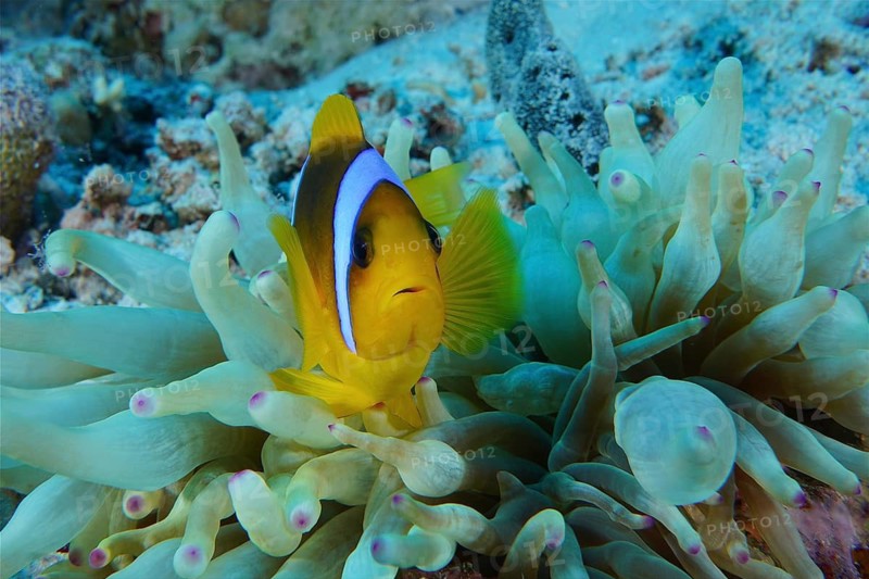 Red sea anemonefish (Amphiprion bicinctus)