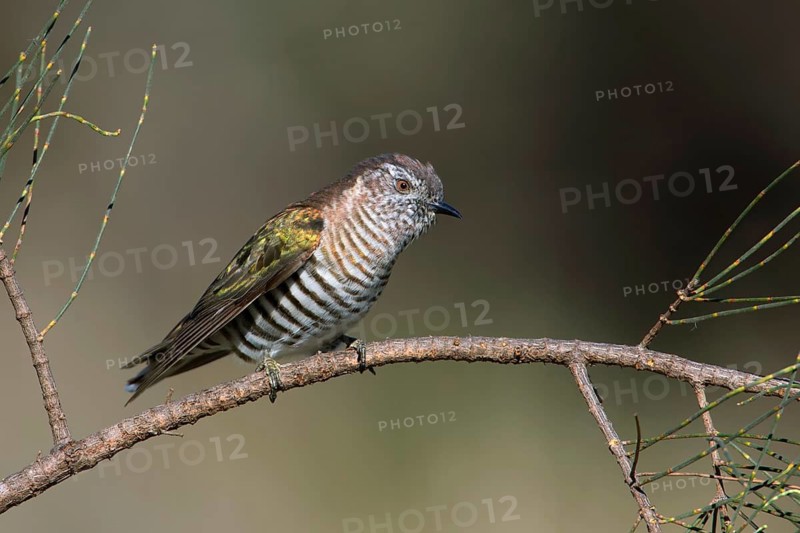 Shining Bronze Cuckoo (Chrysococcyx lucidus), Victoria, Australia