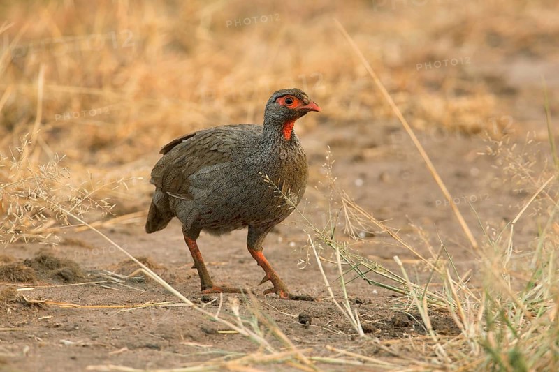 Red-necked Spurfowl (Pternistis afer), Uganda