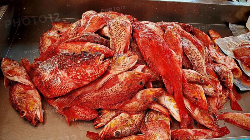 A pile of red fish, spinyheads (sebastidae) on a sales table in the market, Mindelo fish market, Mindelo, Sao Vicente, Cabo Verde, Cape Verde, Cape Verde Islands