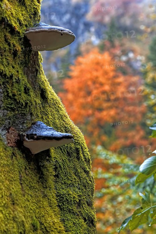Close-up of a moss-covered tree with mushrooms against a blurred background, surrounded by an autumnal natural landscape, Kochel, Bavaria, Germany