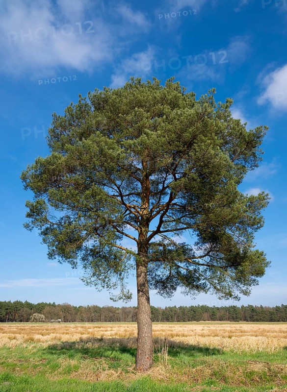 Scots pine, common pine (Pinus sylvestris) solitary, blue sky, Lower Saxony, Germany