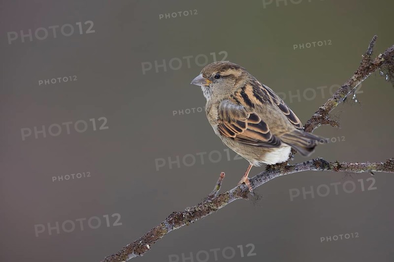 House Sparrow (Passer domesticus) female perched on a branch, Lapland, Finland