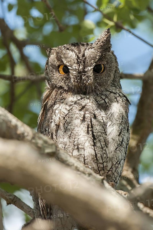 Eurasian Scops Owl (Otus scops), Mpumalanga, South Africa