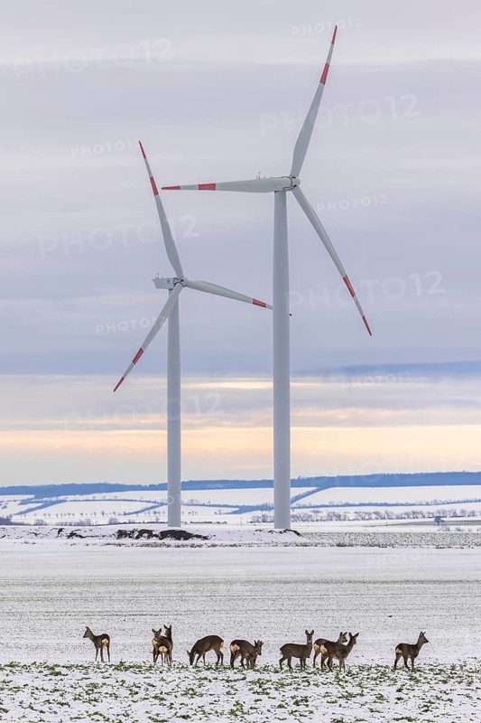 Wind farm and a jump of deer in snowy landscape, Söllingen, Lower Saxony, Germany