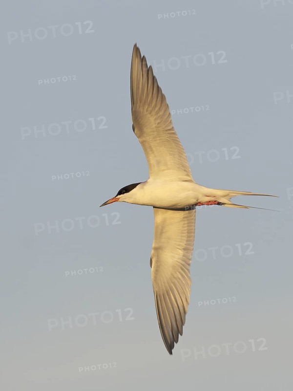 Forster's Tern (Sterna forsteri) flying, North Dakota, USA