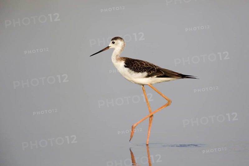 Black-winged Stilt (Himantopus himantopus) foraging, Oman