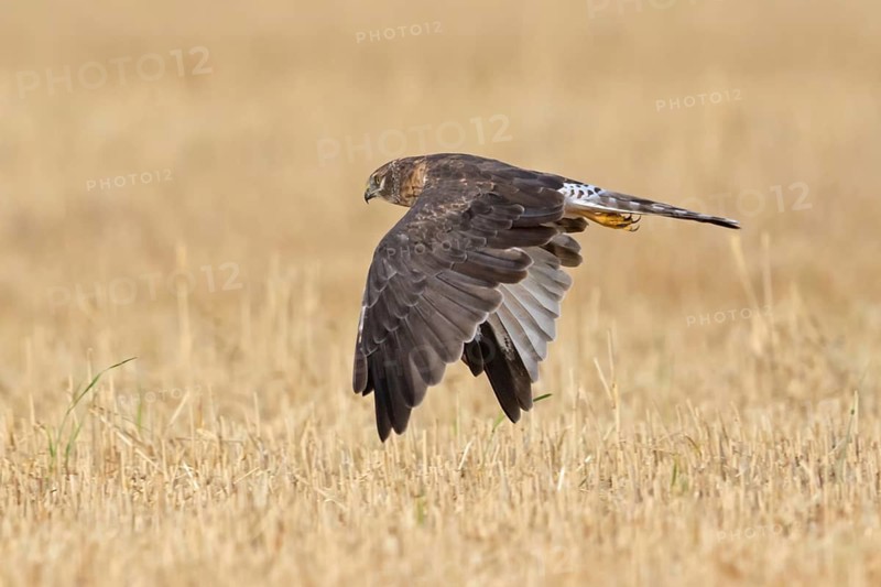 Marsh harrier, (Circus macrourus), Aguilucho Papialbo, animals, buzzard, genus of harriers, family of goshawks, bird of prey, flight photo, Plateau Oberflörsheim, district of Alzey, Rhineland-Palatinate, Federal Republic of Germany
