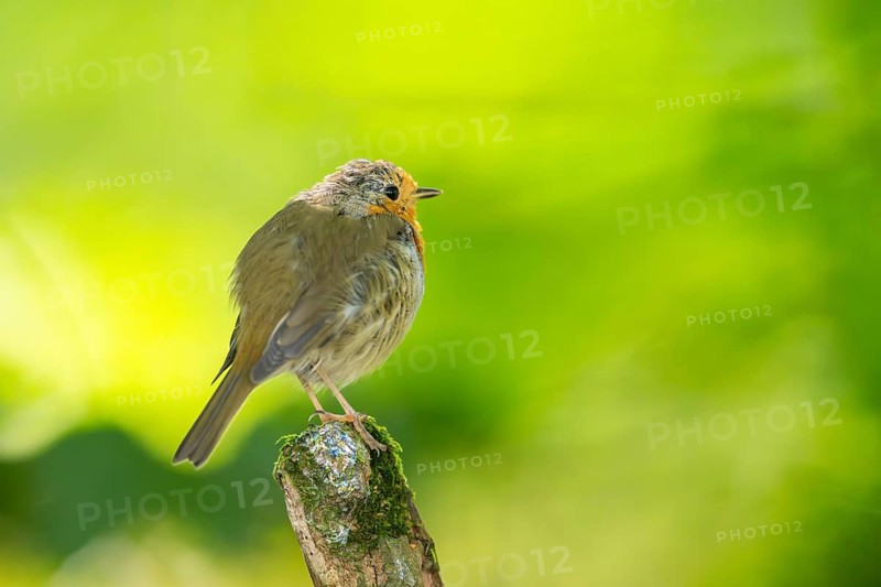 European robin (Erithacus rubecula) sitting on a branch, Bavaria, Germany