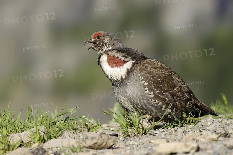Dusky Grouse (Dendragapus obscurus) male, Montana, USA