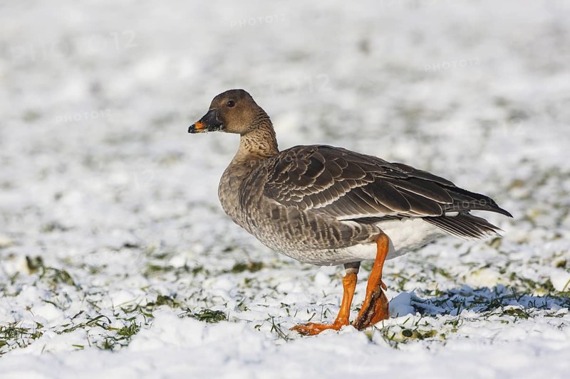 Taiga Bean Goose (Anser fabalis) foraging, North Rhine-Westphalia, Germany