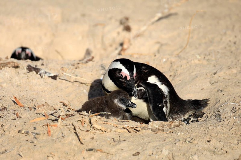 African penguin (Spheniscus demersus), adult, juvenile, chick, nest, guard, beach, Boulders Beach, Simonstown, Western Cape, South Africa, Africa, Germany