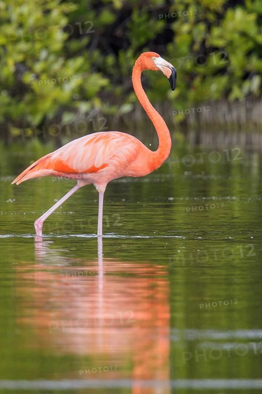 American flamingo (Phoenicopterus ruber) feeding in a lagoon in Cuba