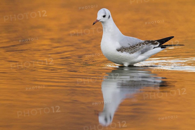 Black-headed Gull (Chroicocephalus ridibundus), Madrid, Spain