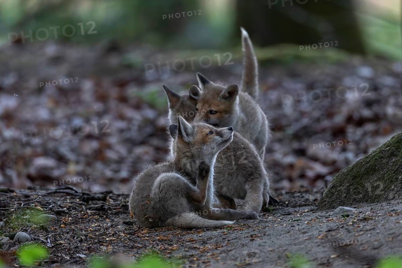 Typical for red fox pups (Vulpes vulpes) are interruptions during play, because they are always itching somewhere, rearing pups, animal pups, cute, playful, wrestling, May, Germany