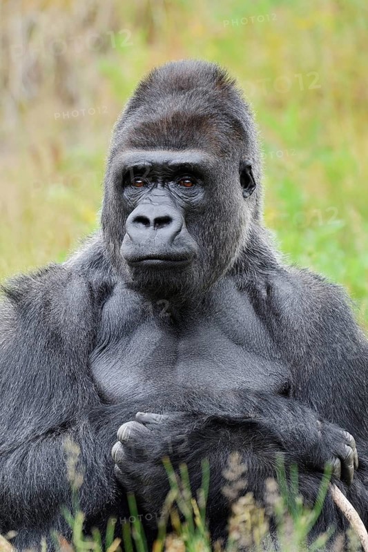 Western lowland gorilla (Gorilla gorilla gorilla), male, silverback, captive, native to Africa