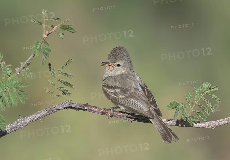 Northern Beardless Tyrannulet (Camptostoma imberbe) perched on a branch, Texas, USA
