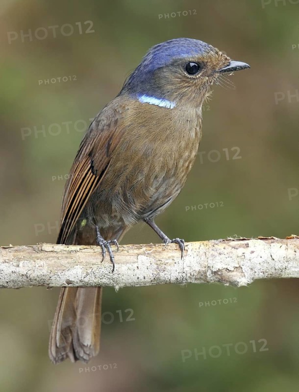 Large Niltava (Niltava grandis) female, Selangor, Malaysia