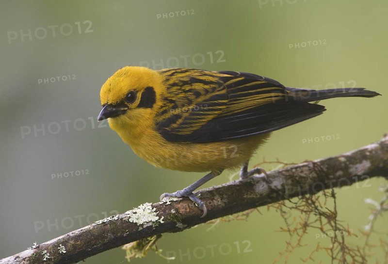 Golden Tanager (Tangara arthus), Pichincha, Ecuador
