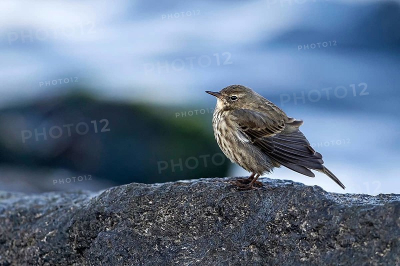 Eurasian Rock Pipit (Anthus petrosus) perched on a rock, Mecklenburg-Western Pomerania, Germany