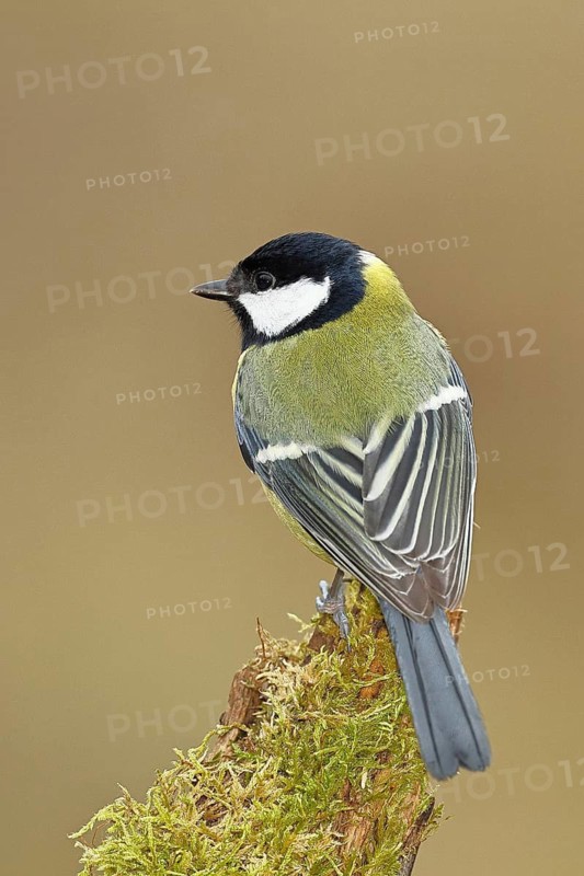 Great tit (Parus major) sitting on moss-covered dead wood, back view, Wilnsdorf, North Rhine-Westphalia, Germany