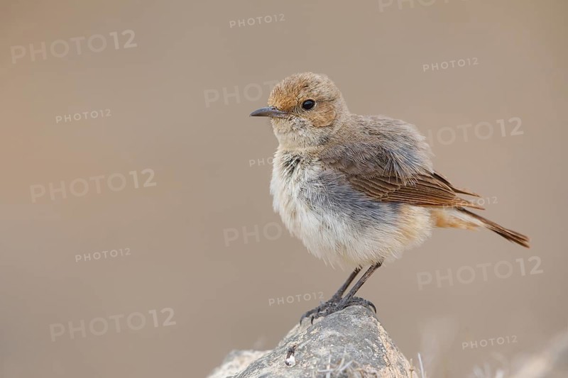 Arabian wheatear, Arabian wheatear, (Oenanthe lugentoide, Middle East, Oman, female, Jabal Samhan, Salalah, Dhofar, Oman