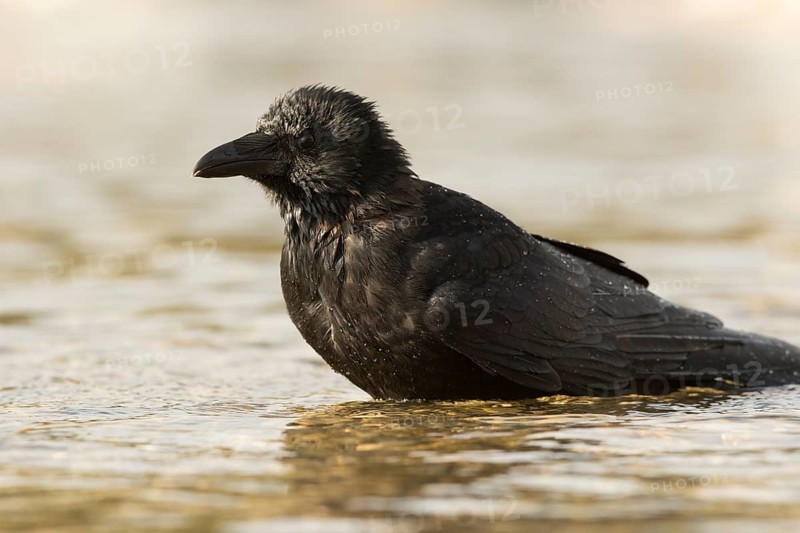Carrion Crow (Corvus corone) at waterhole, Bavaria, Germany