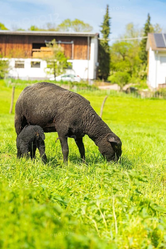 A black sheep with a lamb on a green pasture in front of a farm in spring, Gechingen, district of Calw, Germany