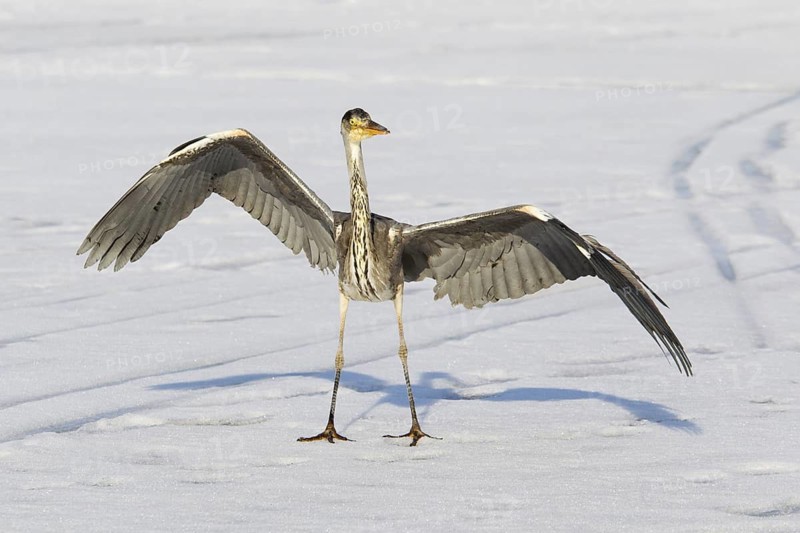 Grey Heron (Ardea cinerea) juvenile, Berlin, Germany