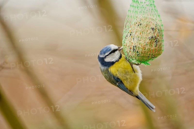 Blue tit (Cyanistes caeruleus) feeding on hanging suet ball in garden, natural background, autumn season, Germany