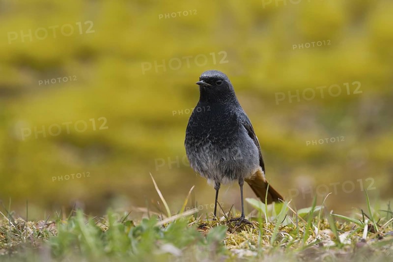 Black Redstart (Phoenicurus ochruros) male, Baden-Wuerttemberg, Germany