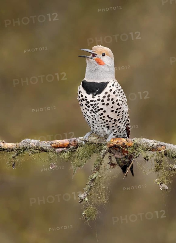Northern Flicker (Colaptes auratus) male calling, perched on a branch, British Columbia, Canada