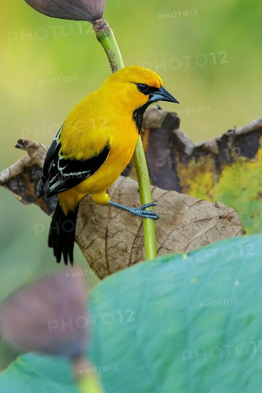 Yellow Oriole (Icterus nigrogularis) perched on a branch in the grasslands of Guyana