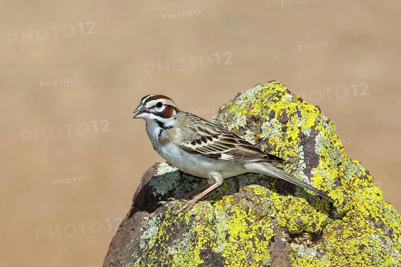 Lark Sparrow Chondestes grammacus Amado, Santa Cruz County, Arizona, United States 16 April Adult Emberizidae