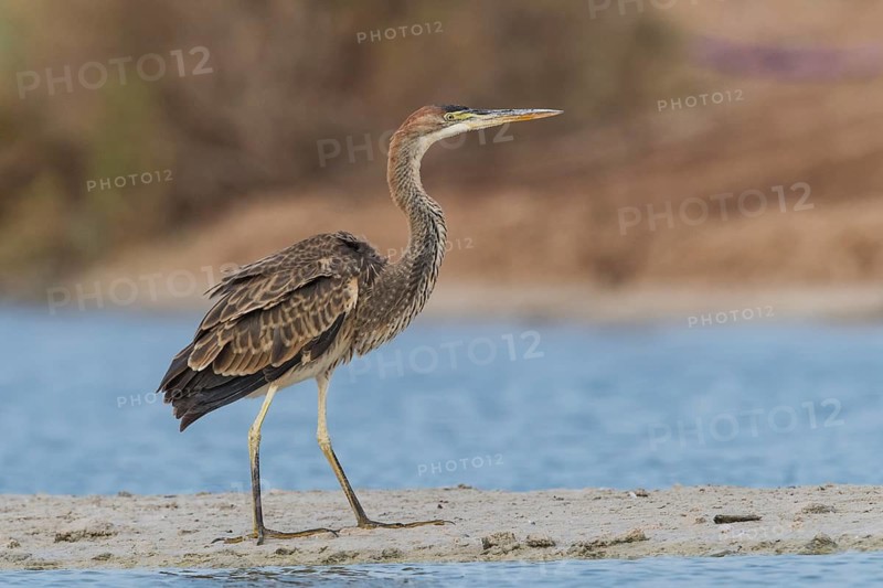 Purple Heron (Ardea purpurea) foraging, Eilat, Israel