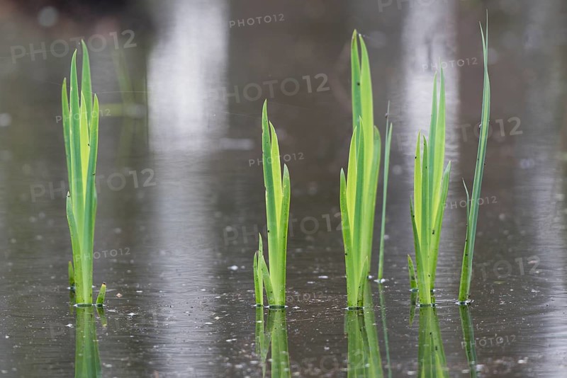 Green leaves of the water iris (Iris pseudocorus) are reflected in the calm water, Dümmerniederung, Lower Saxony, Germany