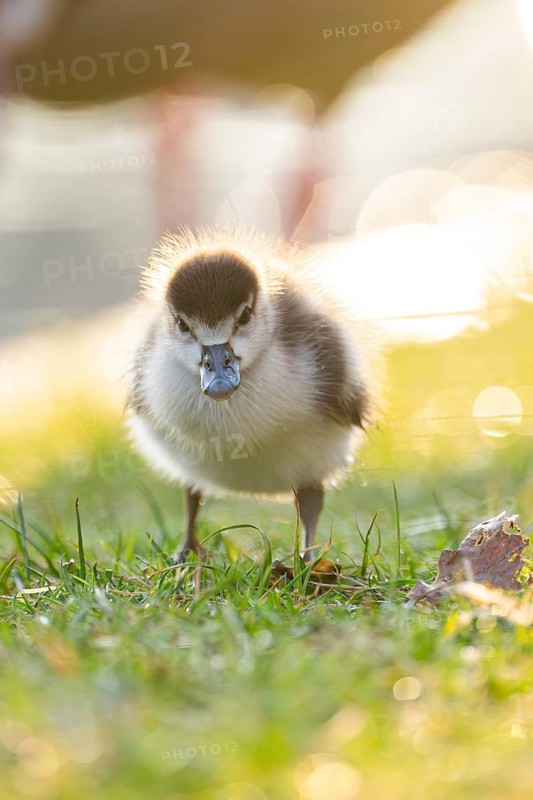 Egyptian goose (Alopochen aegyptiaca) cute chick on a meadow at the shore of a lake, Bavaria, Germany
