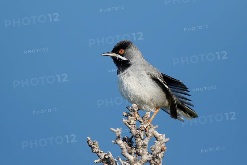 Rüppell's Warbler (Sylvia ruppeli) male perched on a branch, Greece