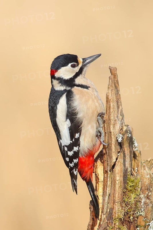 Great spotted woodpecker (Dendrocopus major), male sitting on a tree stump overgrown with moss and lichen, Wildlife, Animals, Birds, Woodpeckers, Siegerland, North Rhine-Westphalia, Germany