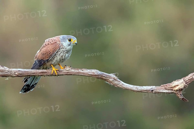 Kestrel, (Falco tinnunculus), on perch, Animals, Birds, Falcons, Tower Hide, Tiszaalpár - Kiskunsági Nation, Bács-Kiskun, Hungary