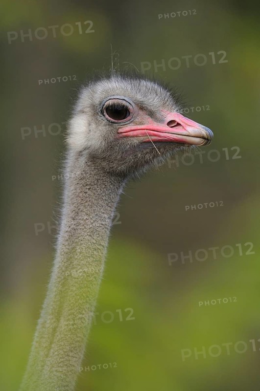 Portrait of an ostrich head with grey plumage and pink beak, common ostrich (Struthio camelus), captive, Spain